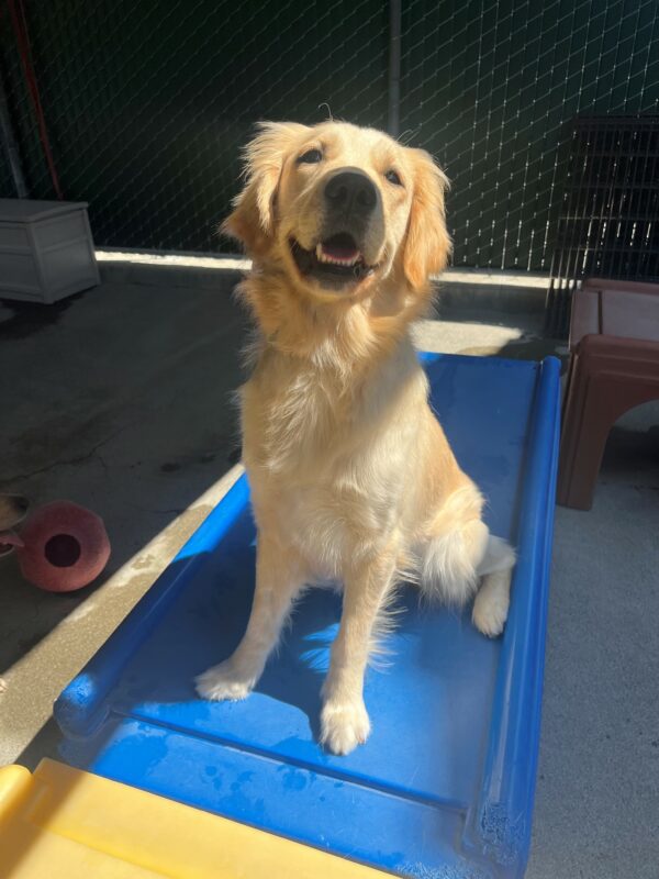 Hattie is pictured in our community run area, located in our kennels. She is sitting on a large blue furniture item, smiling at the camera as the sun shines down on her making her appear bright light yellow. There are jolly ball toys located in the background.