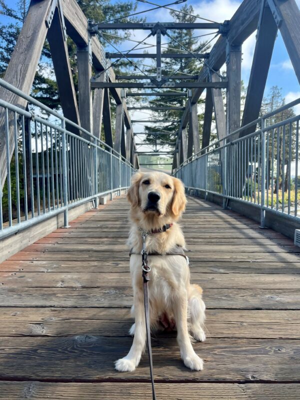 Hattie is pictured in harness, sitting on an older wooden bridge staring at her handler. Her light coat is glowing in the sun, and there are blue skies and large green trees in the background.