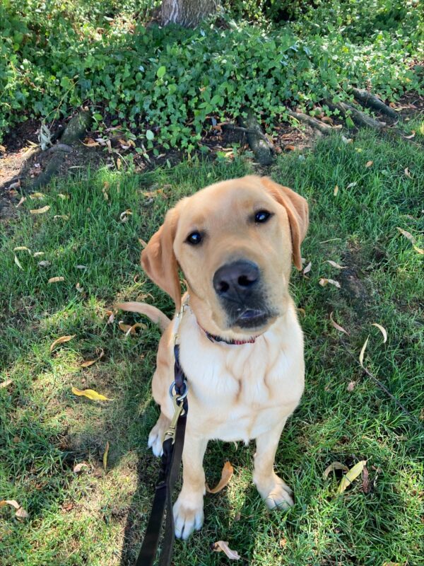 <p>Hermes, a male yellow lab takes a break in the shade on a campus walk. He is sitting on the grass looking at the camera.</p>