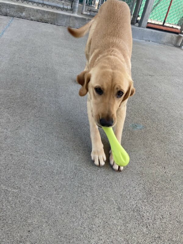 Holiday is in the cement community run, she is in a play bow position with a green rubber toy in her mouth.