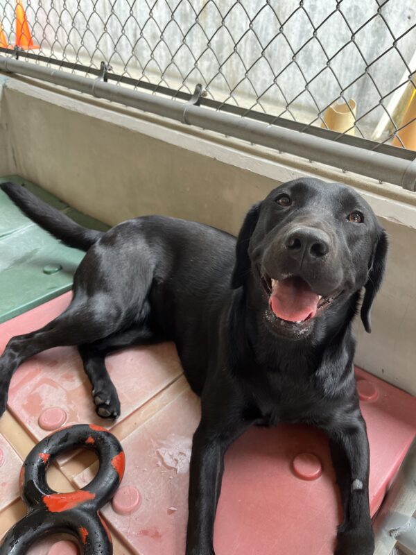 Venice lays next to a rubber toy on a piece of red play equipment in the play yard. She is smiling into the camera with her mouth open.