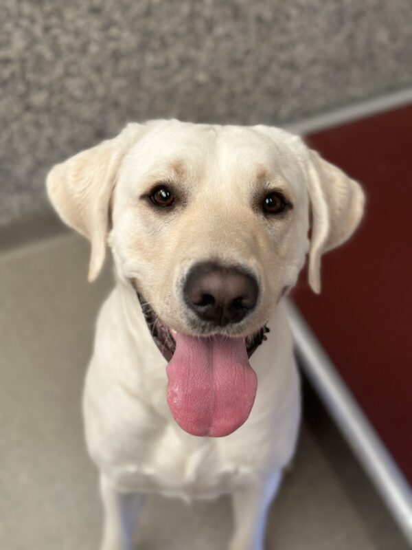Yellow lab, Trevor, sitting proper and looking up at the camera with a big smile and his tongue out