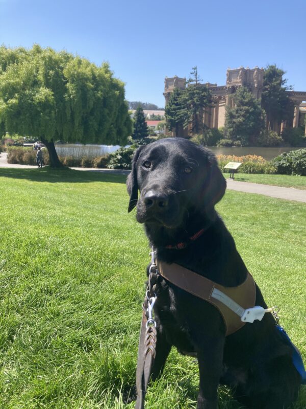 Trefoil sits in harness on some grass in front of the Palace of Fine Arts in San Francisco.