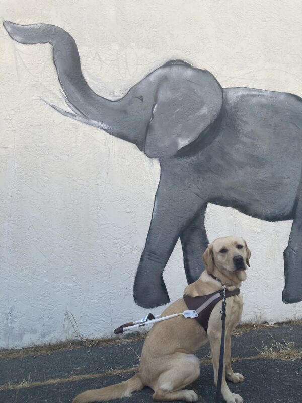 Flora sits in harness in front of a mural of an elephant.