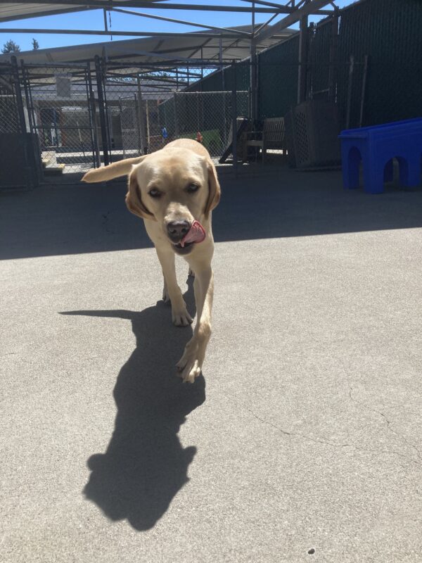 Flora is in the community run area. She is running towards the camera, mid-step, tail wagging and tongue out.