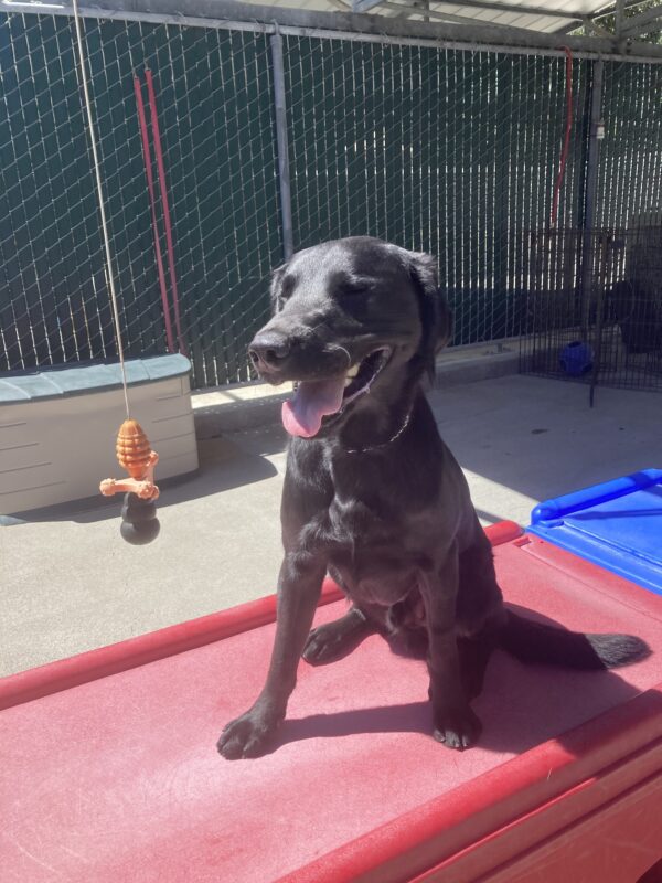 Trefoil sits on a red play structure in community run. His eyes are shut and tongue out, his face looks like he's smiling.