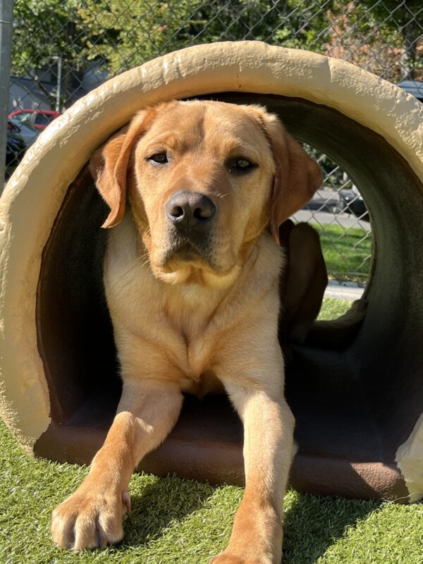 <p>Chorizo in laying down inside a hollow play structure log facing directly toward the camera with his ears pricked forward. The sun is highlighting his red toned face and front legs.</p>