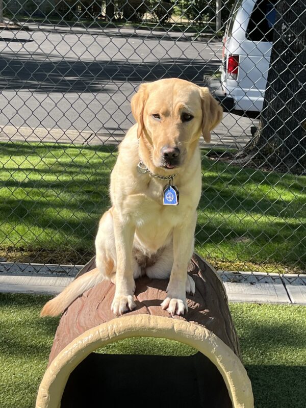 Nonie is in a large fenced grass area sitting on top of a play structure hollow log. She has just the tip of her tongue sticking out and her left eye brow quirked up. In the background is more grass, a tree trunk and the back of one of the white training vans.