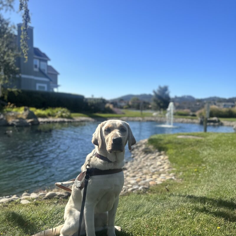 Oak sitting in harness with a pond and water fountain in the background.