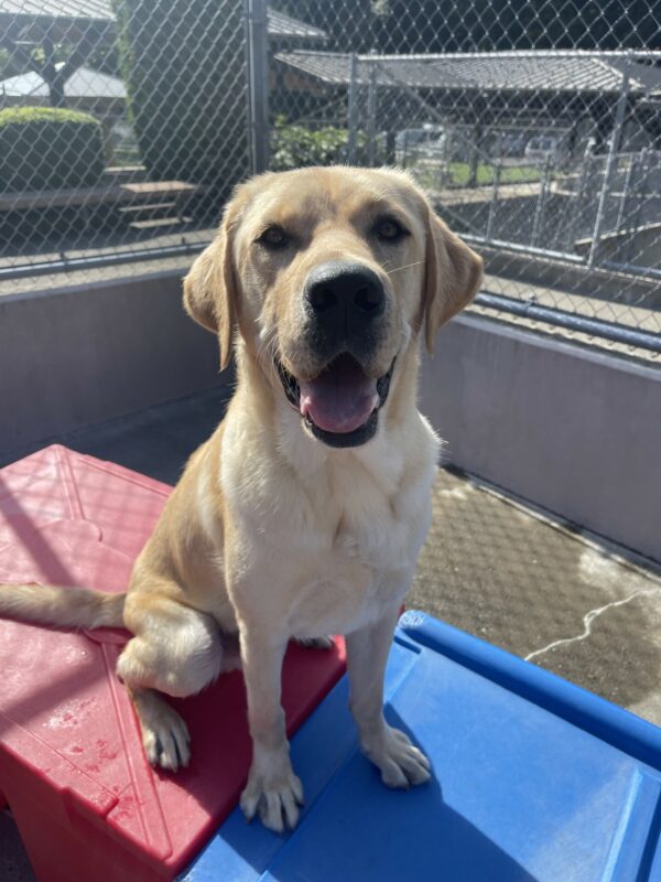 Kahuna, a male yellow Labrador retriever, sits on a red and blue play structure in community run. He has a great big smile on and is looking at the camera.