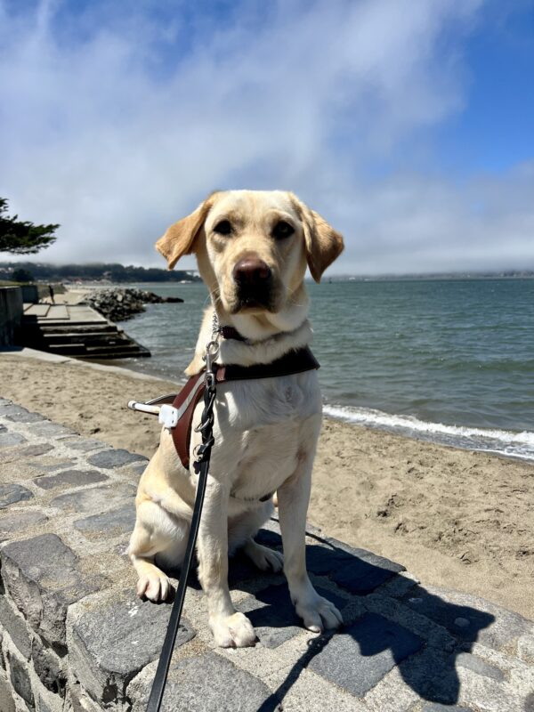 Kyra sits in harness looking at the camera. Behind her is a beach on the San Francisco Bay. The bright blue sky is peaking out behind the fog.