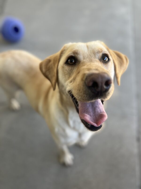 Kyra stands looking at the camera with her tongue out. Behind her is a bright blue JollyBall.