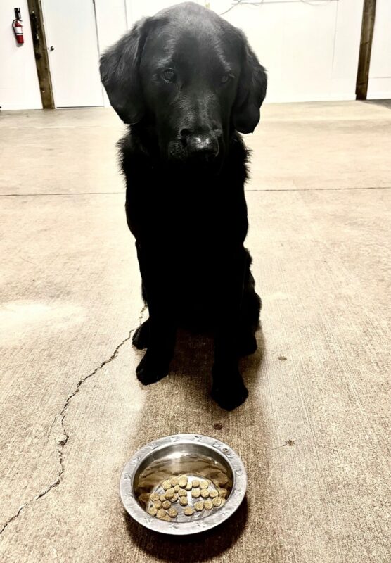 Black Lab/Golden cross Lennon sitting patiently to be released to eat his breakfast, kibble in a bowl on the floor in front of him.