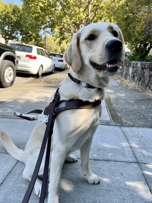Mara is sitting on a sidewalk in her guide dog harness. She is looking towards the camera.