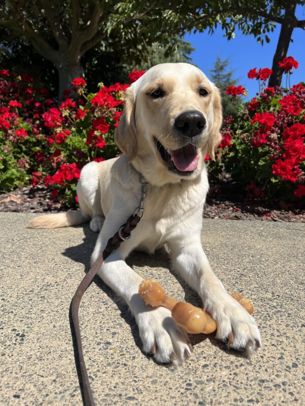 Mara is laying in front of a bed of red flowers. She has a bone in between her front legs and is looking towards the camera.