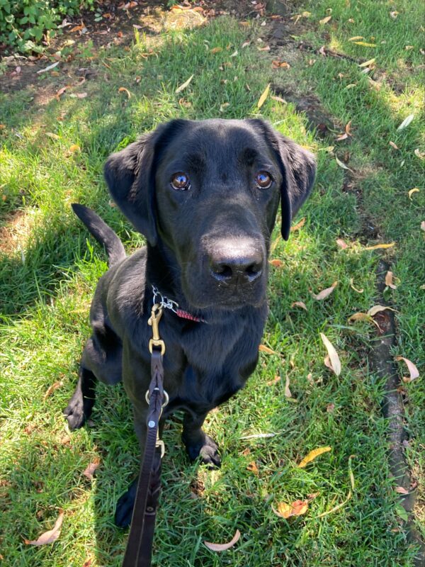 Marcus, a male black lab is looking up at the camera as he sits on a patch of grass in the shade.
