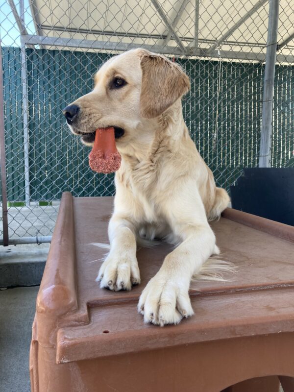 Meadow lays on a brown play structure in community run. She is looking off to the left with a red Nylabone hanging out of the side of her mouth.