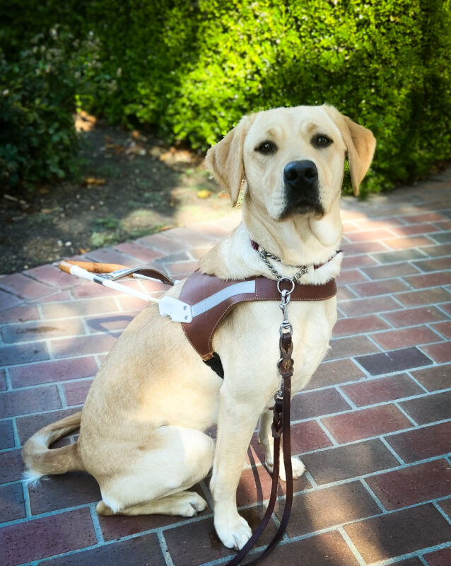 Moonlight sits on a brick path wearing a GDB harness and looking intently at the camera