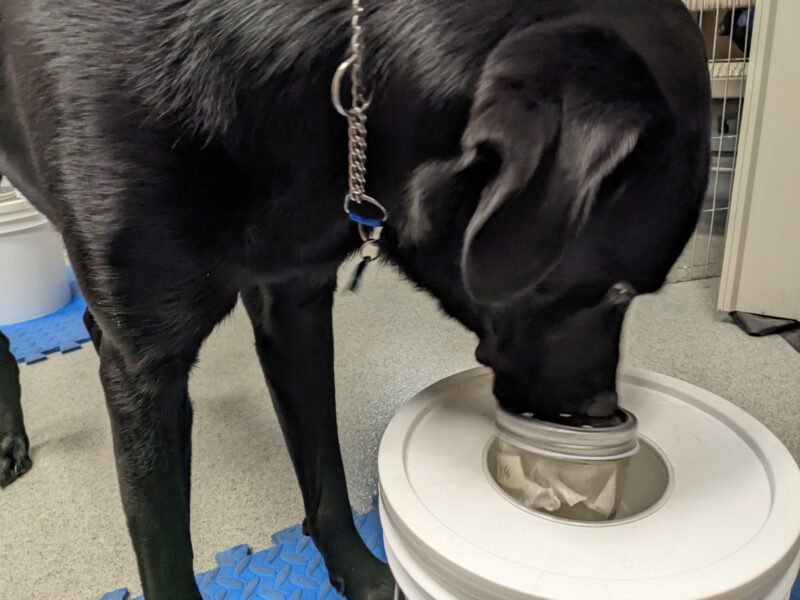 Black lab is in profile with his nose pressed into a jar.