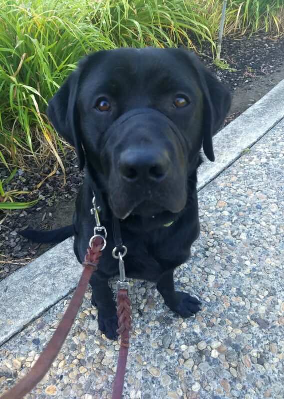 Black Lab Newton sitting outdoors wearing his gentle leader and leash as he looks up at the camera.