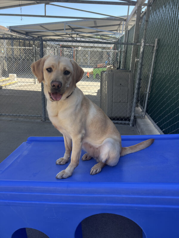 Nikita sits on a blue play structure in community run with her tongue hanging out.