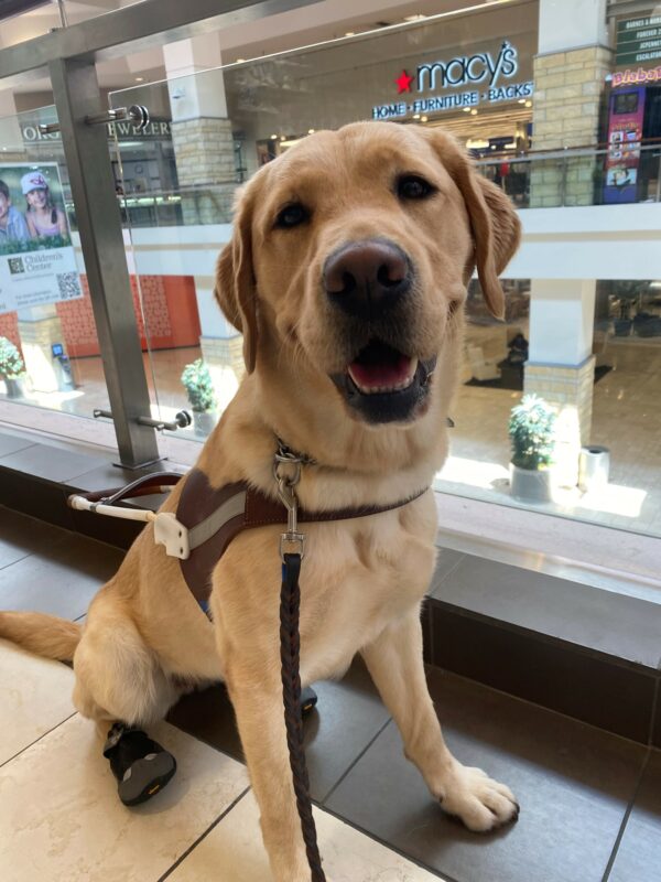 Nonie is in the mall on a balcony overlooking the lower floor. In the background you can see the front of a Macy's store and a cutout showing the lower level. Nonie is sitting facing the camera with her mouth slightly open; she is in harness and wearing rear booties.