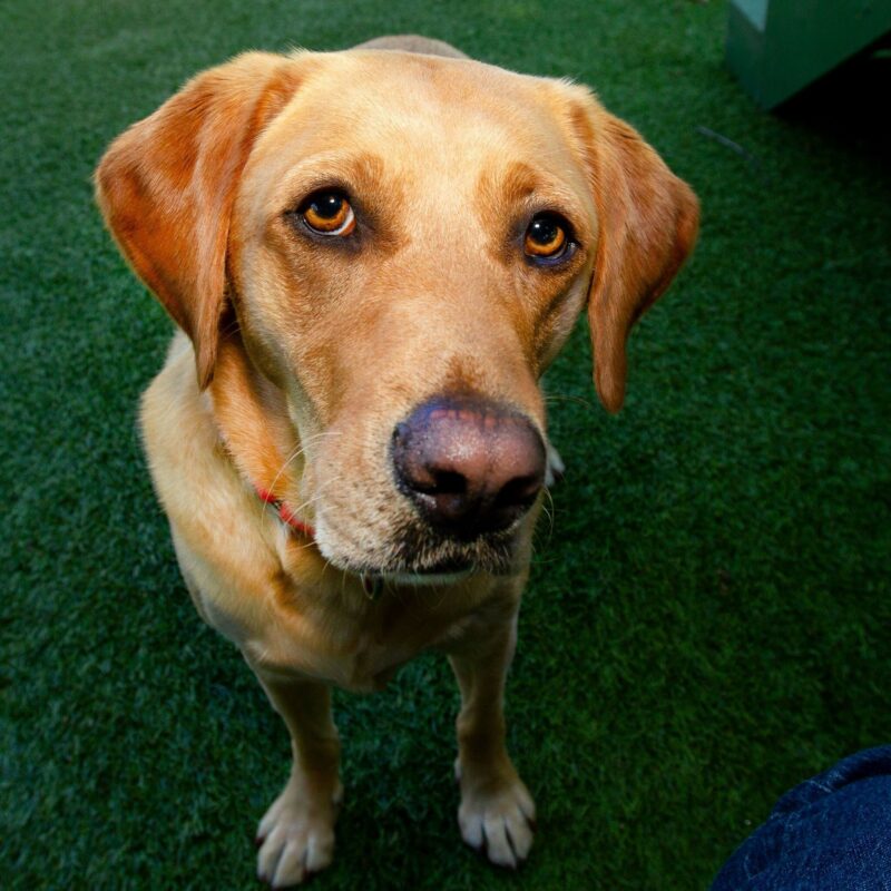 Yellow lab Northstar standing on grass turf, looking at the camera.