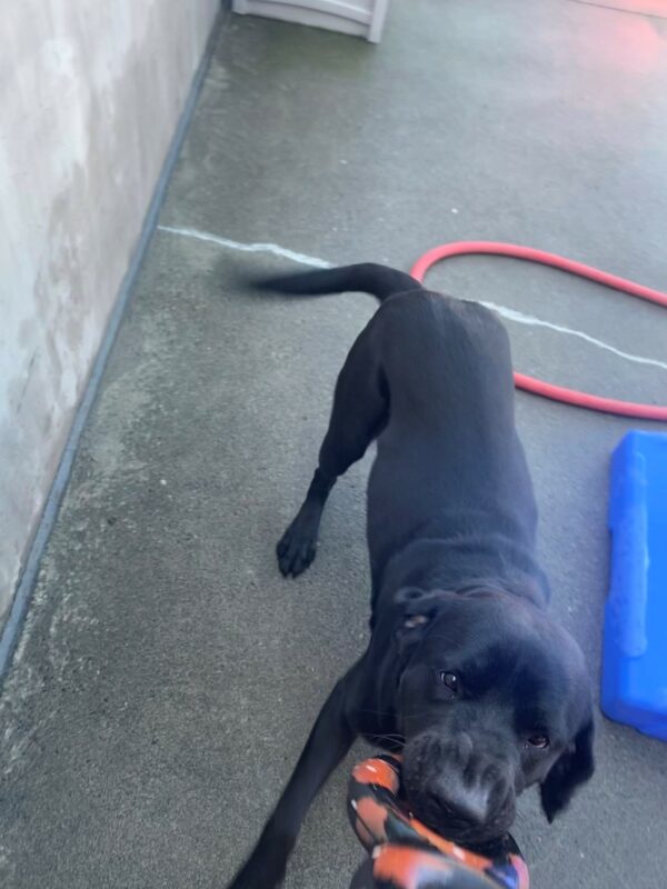 Norway, a big black lab is engaged in an intense game of tug with a staff member on campus. His nose is wrinkled as he grabs ahold of a figure eight goughnut.