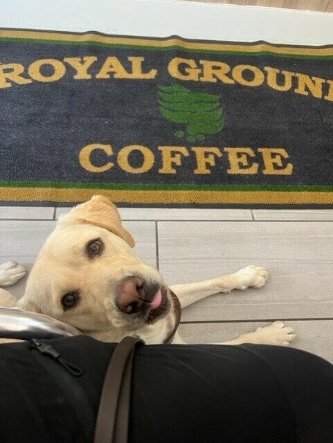 Yellow lab, Panache, lays next to her handler in a coffee shop. There is a rug with the name of the coffee shop