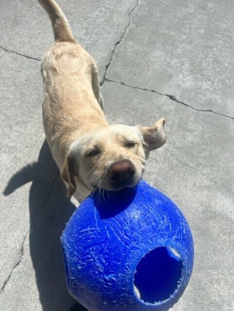 Yellow lab, Panache, runs towards the camera in community run with a blue jolly ball in her mouth. She has her ears flapping and tail high.