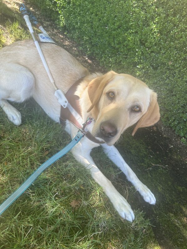 Penelope is laying down in harness on a grassy area. She is looking at the camera.