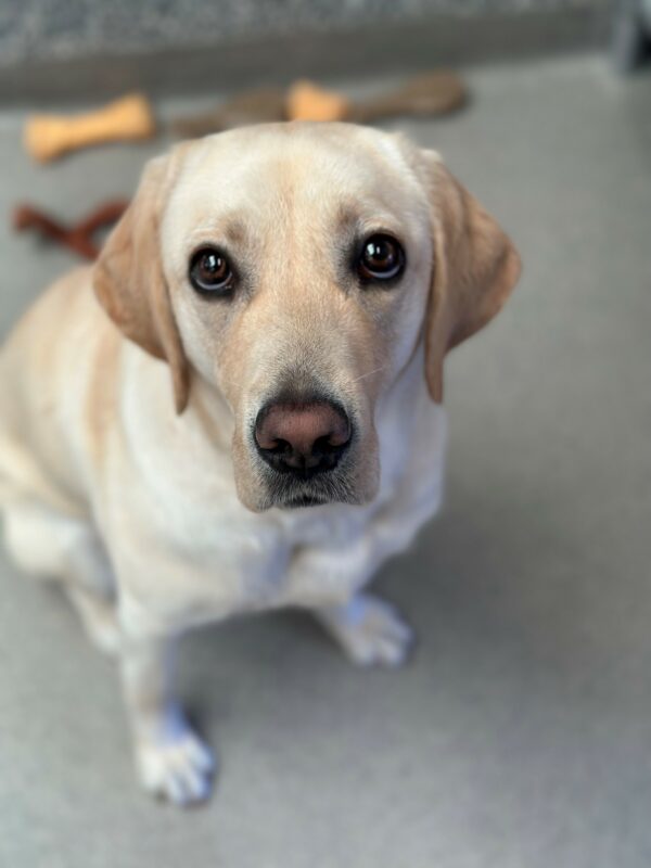 A portrait of Pretoria, a female yellow Labrador Retriever, sitting on a blue/gray floor, with a blue/gray wall in the background. There are yellow, red, and white Nylabones behind her. She is looking up at the camera, with a small amount of the whites at the bottom of her eyes showing.