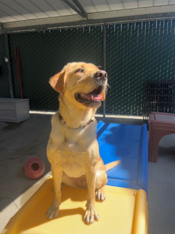 Raelyn is pictured in our community run area, located in the kennels. She is sitting on a large yellow and blue play structure, shining bright in a patch of sun, and appears to be smiling. There are jolly ball toys located behind her as well as a large dark green fence.