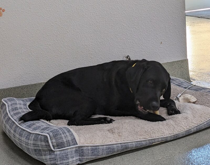 Rocky laying on a dog bed enjoying a chew toy during a break from training.