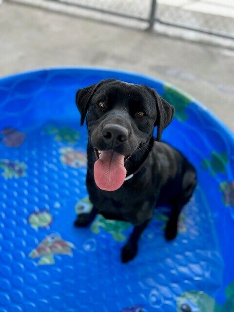 Sabine sits in a small pool in the community run. She looking at the camera with her tongue out.