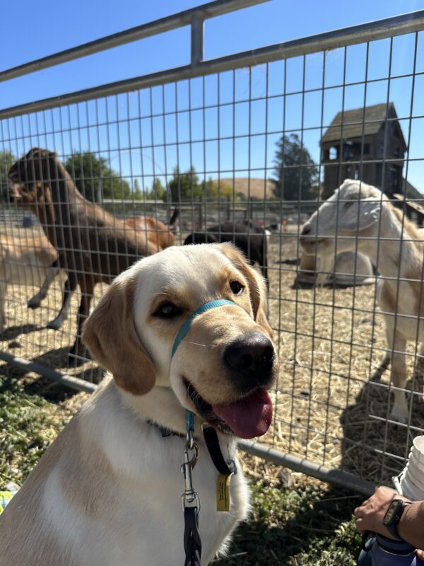 <p>Sage, a yellow male lab/golden retriever crossbreed, visits a farm! He is seen sitting in front of a pen of multiple goats. He appears to be smiling as he looks back at the camera over his shoulder.</p>