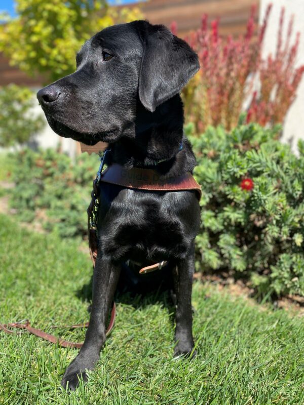 <p>Sebastian, a black lab sitting on the grass with red and green plants in the background looking off into the distance.</p>
