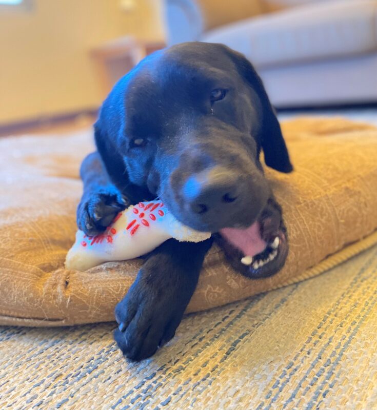 <p>Sebastian, a black lab laying on a plush dog bed chewing on a Nylabone.</p>