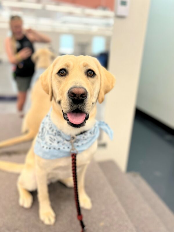 Yellow lab Sloan in a sitting position, she's wearing a blue bandana.
