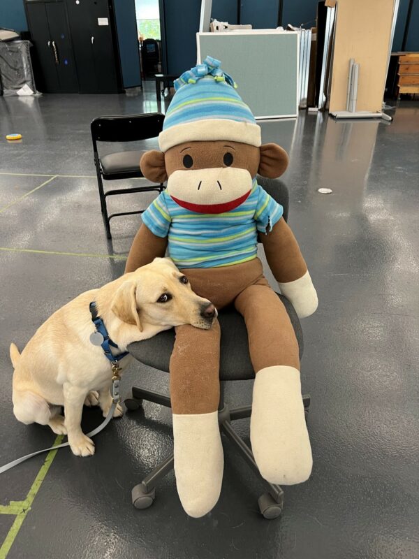 Yellow Lab Sloan sitting next to a giant stuffed monkey, she is resting her chin on the monkey's lap.