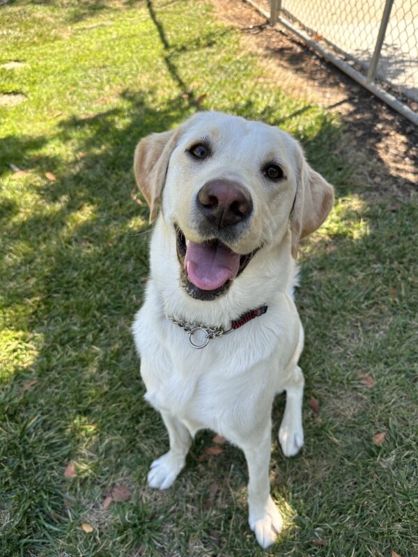 Sunlight, a yellow female Labrador, is sitting on the grass in the play yard. She is looking up at the camera with a relaxed, open-mouthed grin, clearly enjoying her play time.