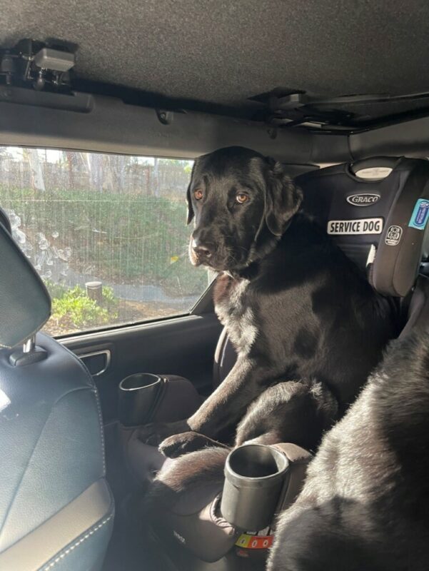 Black lab Taffy looks at the camera with brown eyes while sitting in a child's car seat in a parked car.