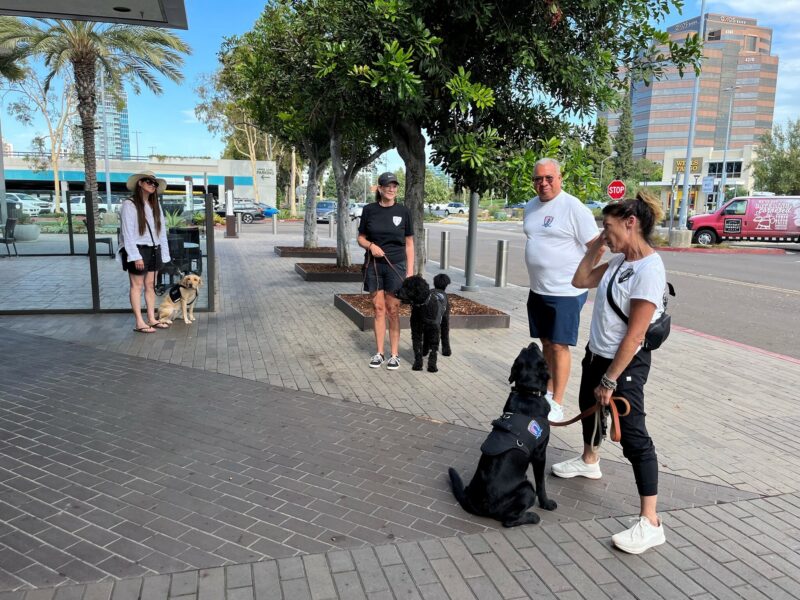 Black lab Taffy wears a vest while working on leash with his trainer in a downtown area. Taffy looks at a man wearing a white shirt while two other trainers stand in the background with a black poodle and yellow Lab.