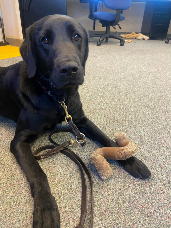 <p>Tamsin, a female black lab/golden cross enjoys some relaxation time, chewing a bone in the office.</p>
