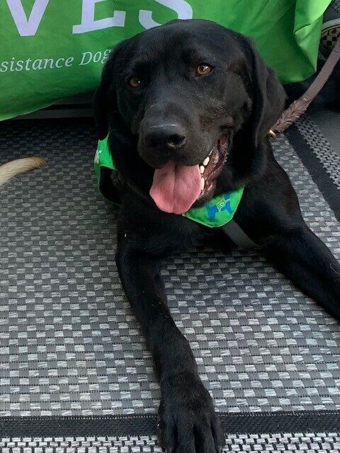 Black Lab Tarmac peeking laying halfway under a table and table cloth. He is wearing a green and gray harness.
