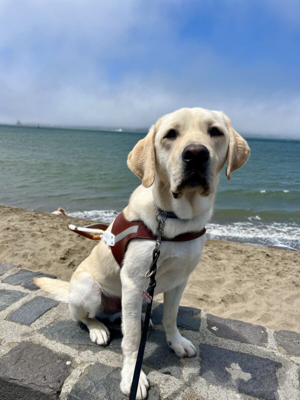 Tiago sits in harness looking at the camera. Behind him is a beach on the San Francisco Bay. The bright blue sky is peaking out behind the fog.