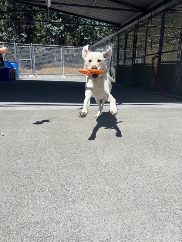 Titan is playing in community run while holding an orange toy in his mouth. His front legs and both ears are in the air as he plays.