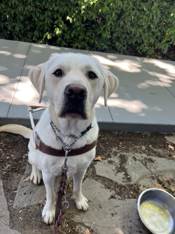 A close up of Titan in his guide dog harness sitting on stepping stones surrounded by dirt with a sidewalk in the background. He is staring directly into the camera.