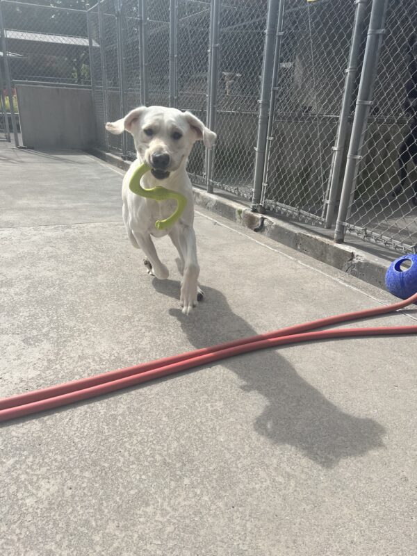 Yellow lab, Trevor, running toward the camera in community run with a green S rubber tug toy