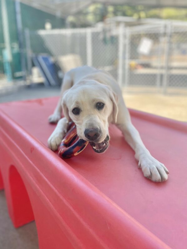 Tulia is laying down on a red play structure in community run. She is looking at the camera as she chews a red and black figure 8 goughnut toy.